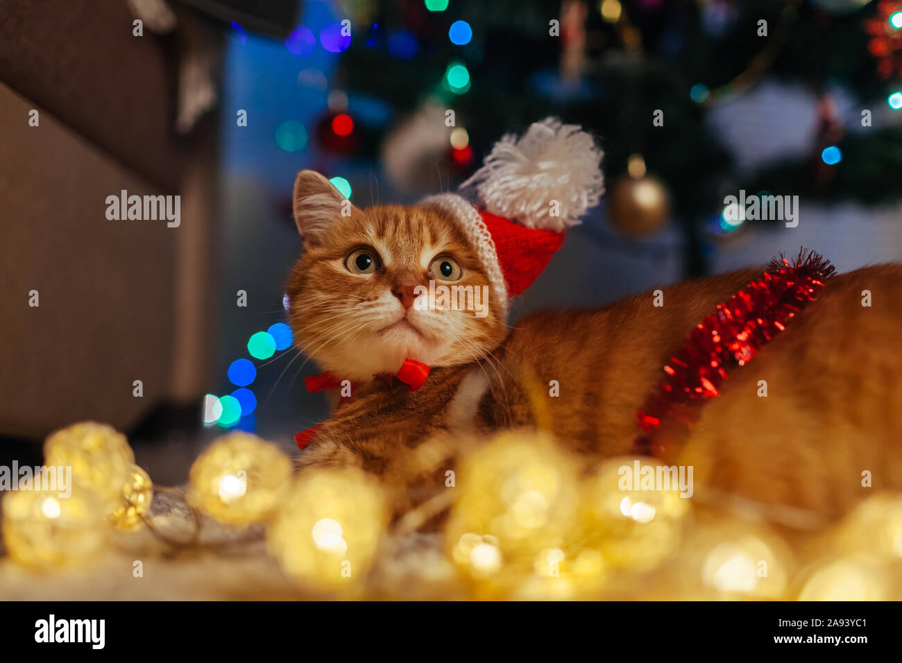 Ginger cat wears Santa's hat under Christmas tree playing with lights. Christmas and New year concept Stock Photo