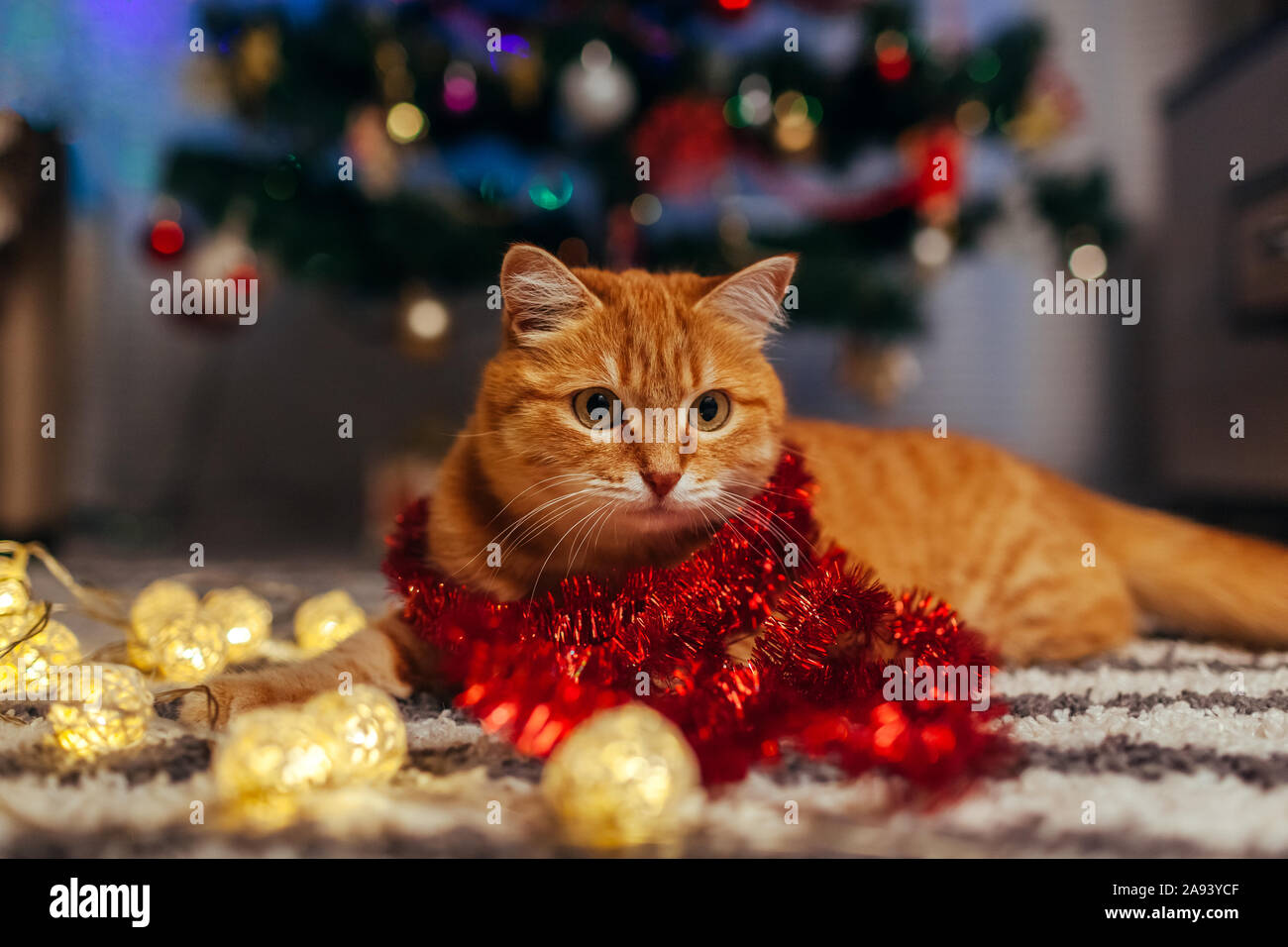 Ginger cat playing with garland under Christmas tree. Christmas and New year concept Stock Photo
