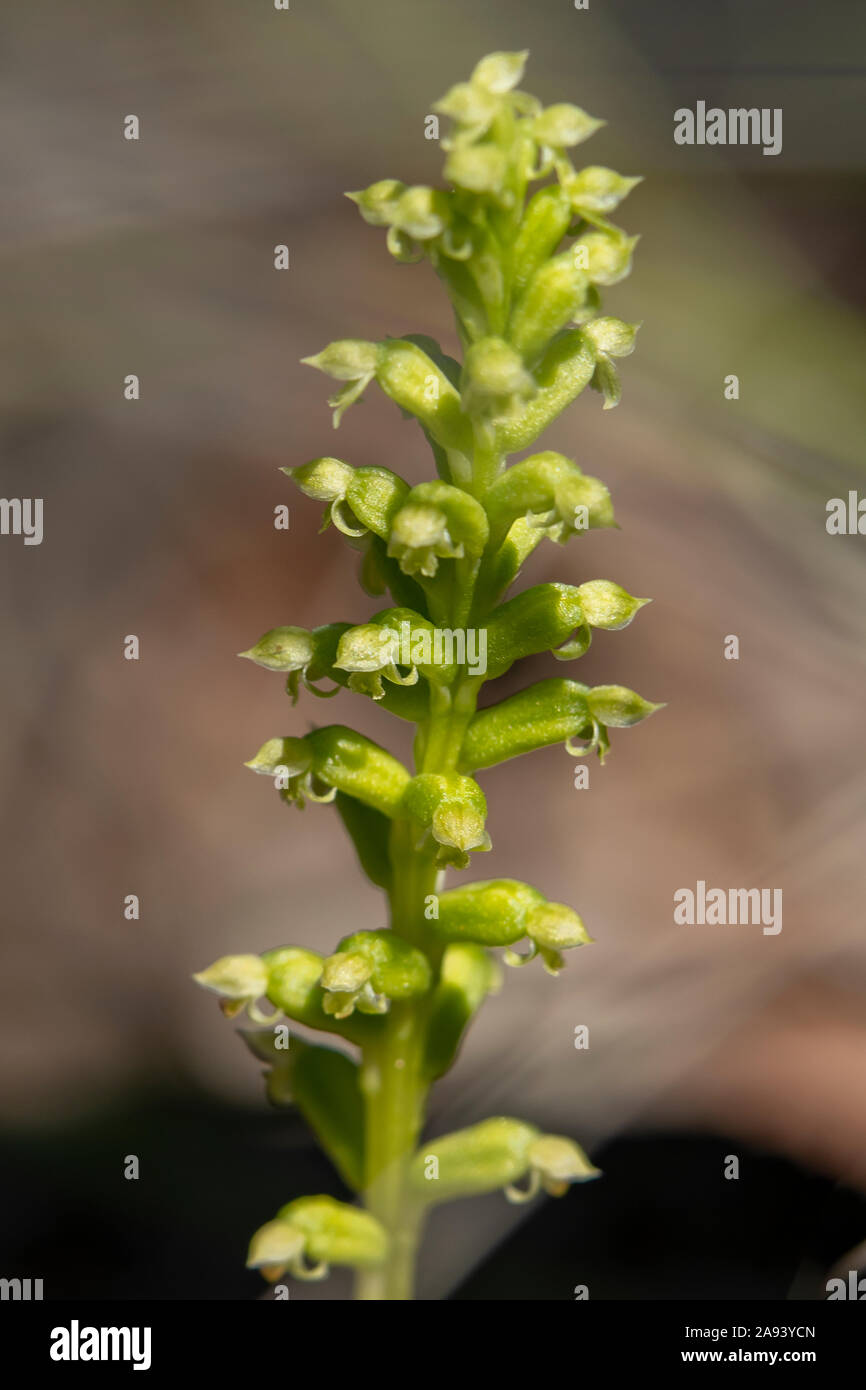 Microtis arenaria, Notched Onion-orchid Stock Photo