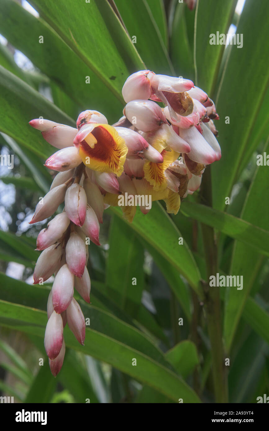 Ginger flowers (Zingiberidae), Mindo, Ecuador Stock Photo