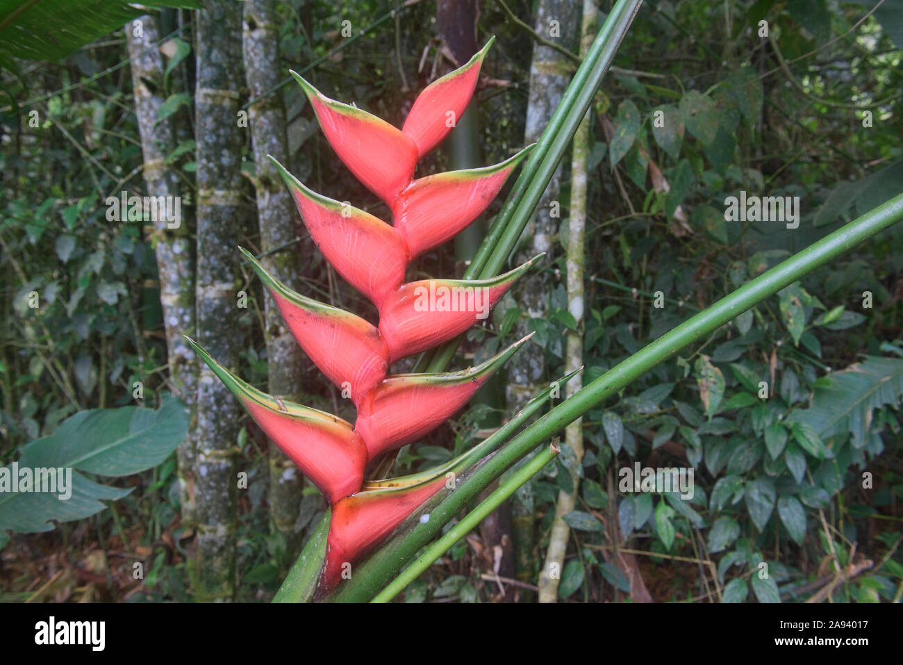 Heliconia bihai (red palulu), Mindo, Ecuador Stock Photo