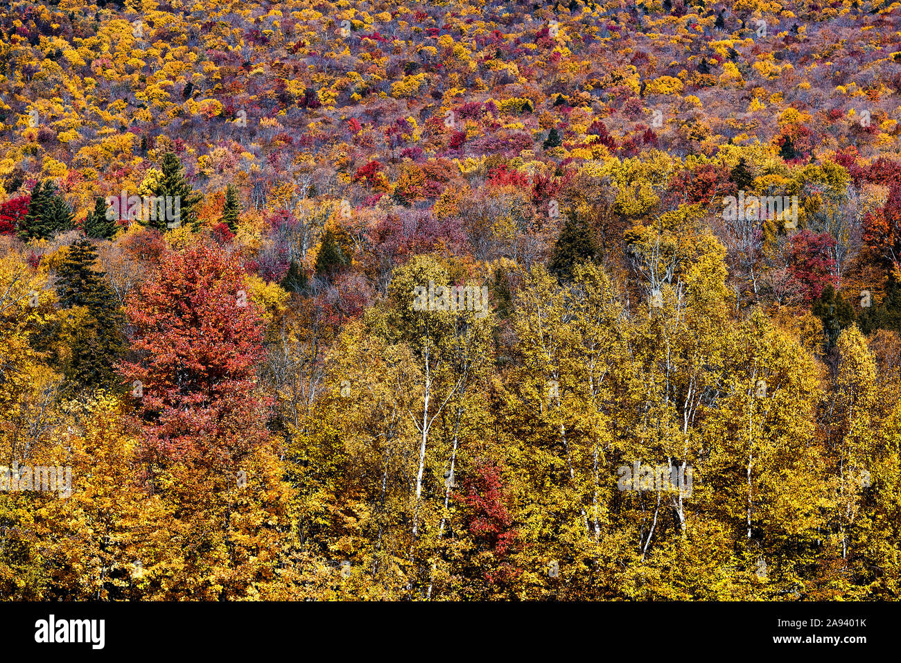 Autumn forest detail, Stowe, Vermont, USA. Stock Photo