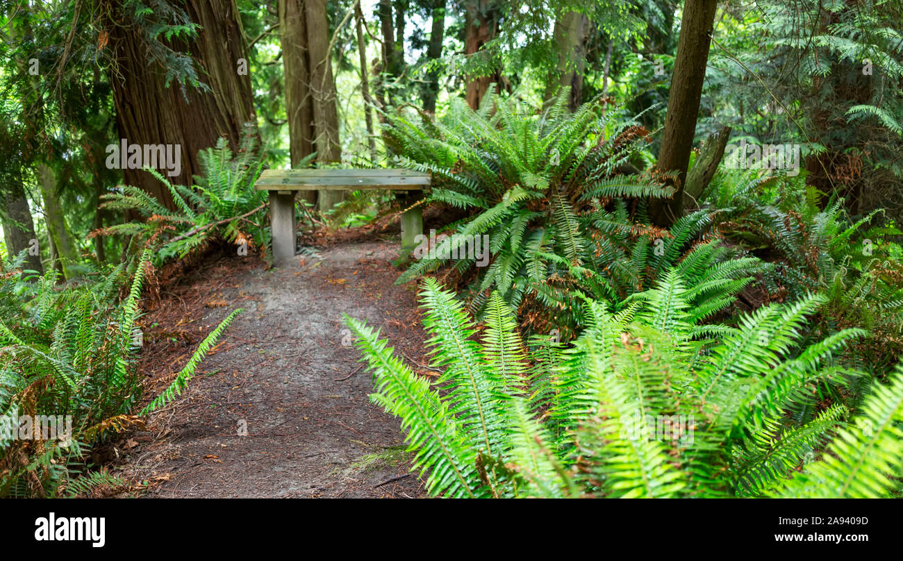 Ferns and trees along the Dorothy Cleveland Trail at Possession Point; Whidbey Island, Washington, United States of America Stock Photo