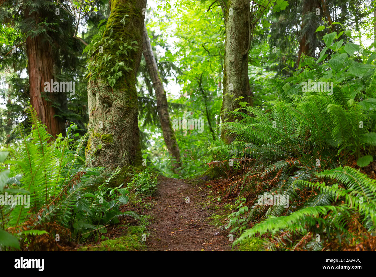 Ferns and trees along the Dorothy Cleveland Trail at Possession Point; Whidbey Island, Washington, United States of America Stock Photo
