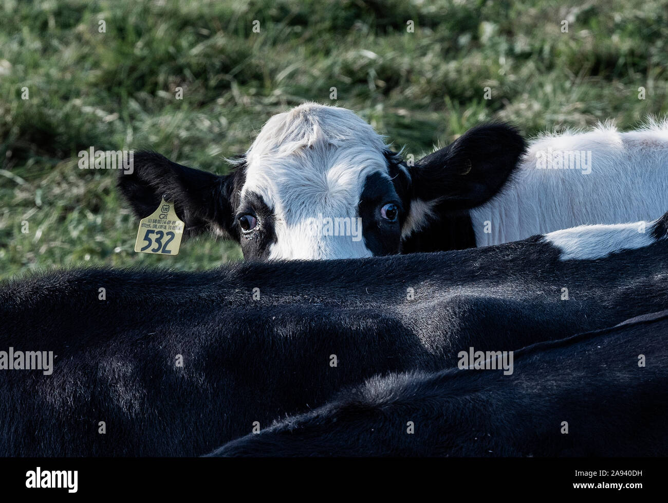 Curious dairy cow, Haverhill, New Hampshire, USA. Stock Photo