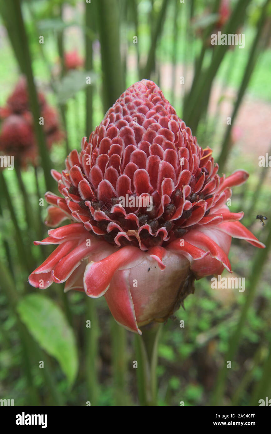 Torch ginger (Etlingera elatior), Mindo, Ecuador Stock Photo Alamy
