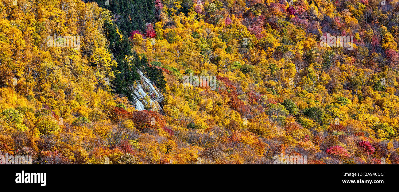 Panoramic autumn forest detail, Lincoln, New Hampshire, USA. Stock Photo