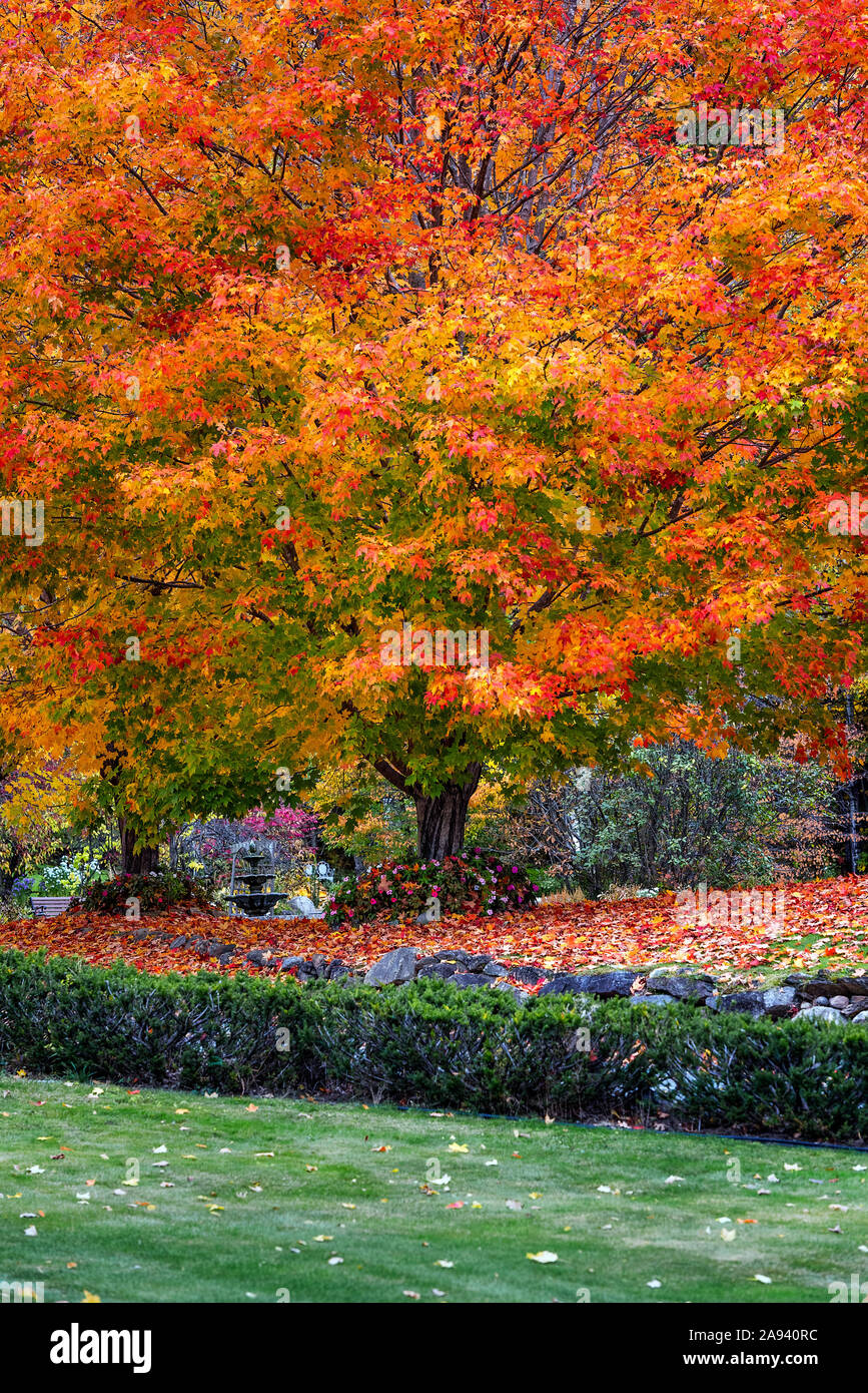 Autumn maple tree, Bristol, New Hampshire, USA. Stock Photo