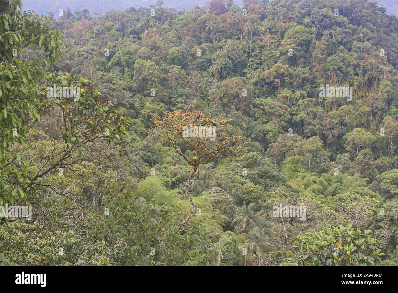 Cloud forest surrounding Mindo, Ecuador Stock Photo