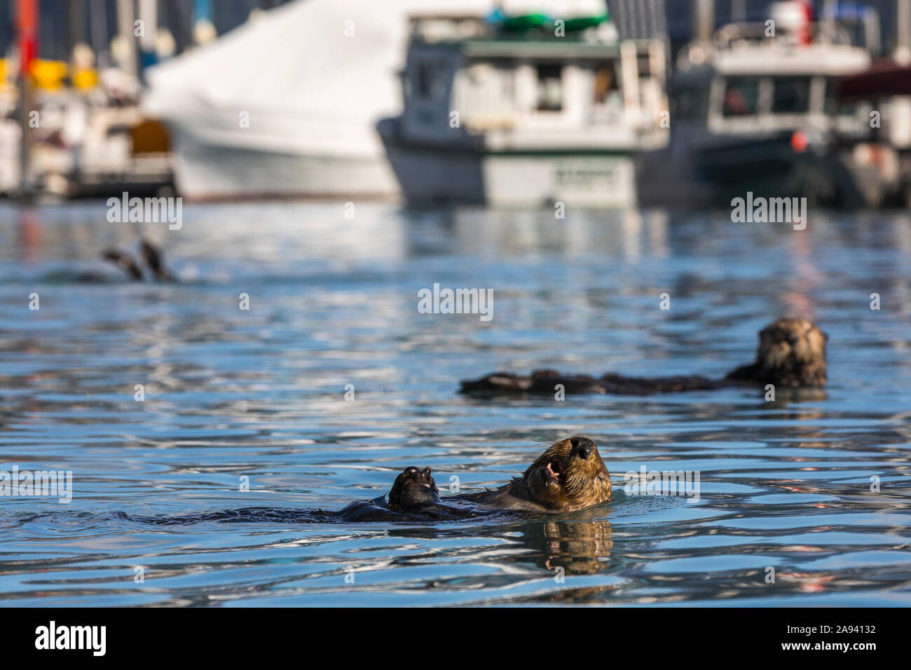 Sea otters (Enhydra lutris) swim in the Seward Boat Harbor; Seward, Alaska, United States of America Stock Photo