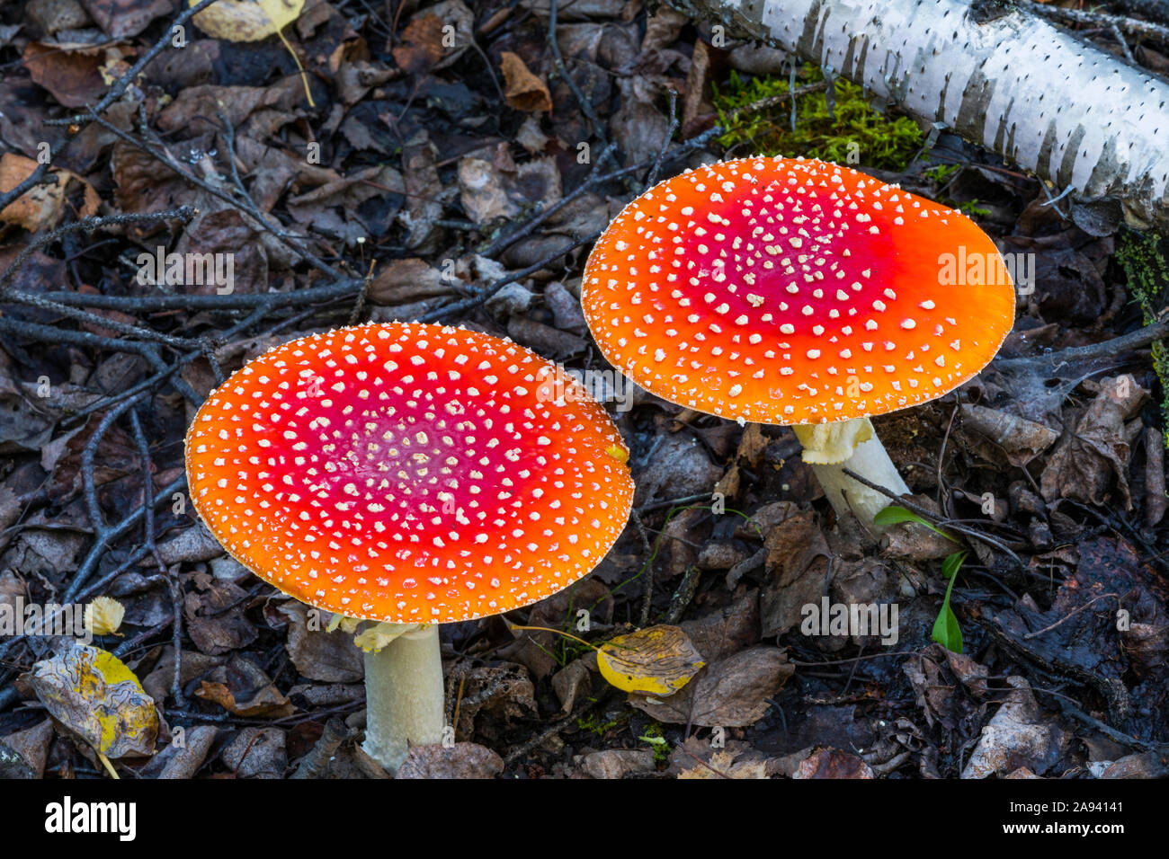 Vibrant fly agaric mushrooms (amanita muscaria) grow among detritus; Alaska, United States of America Stock Photo