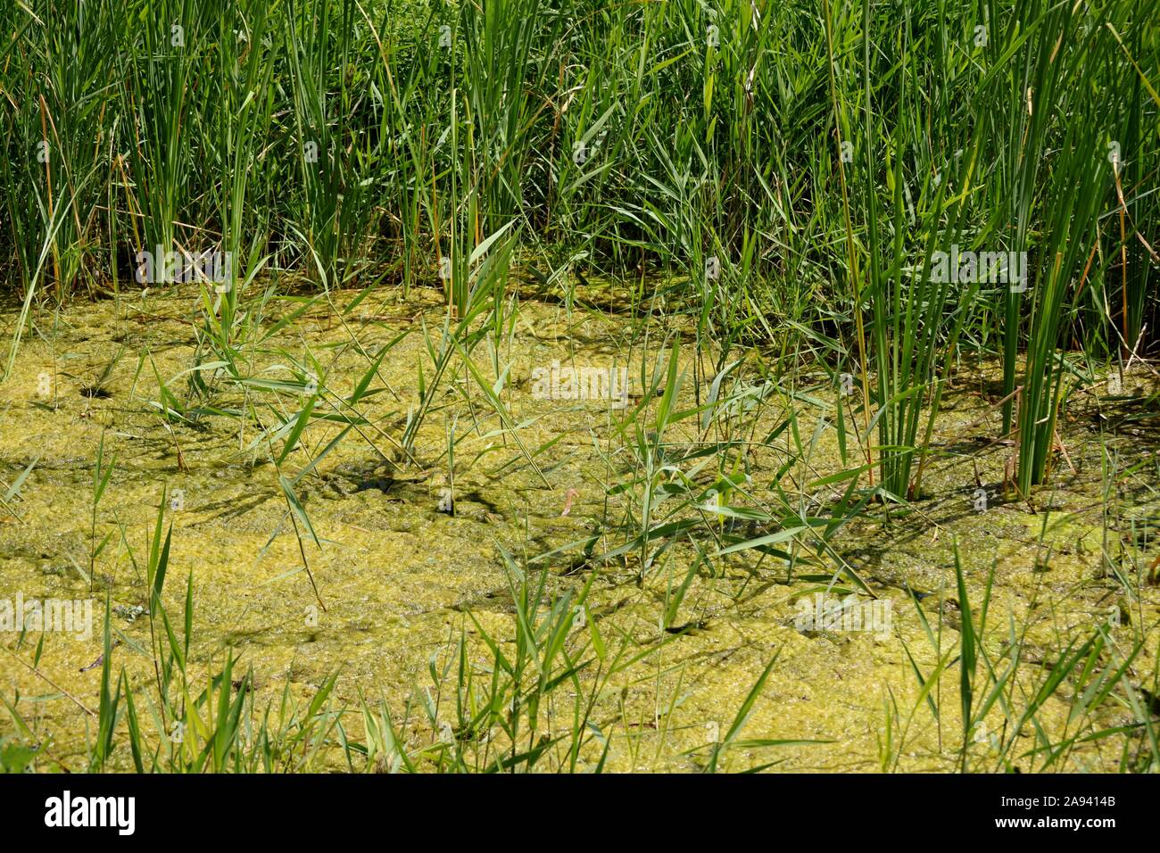 plants and algae in stagnant water Stock Photo Alamy
