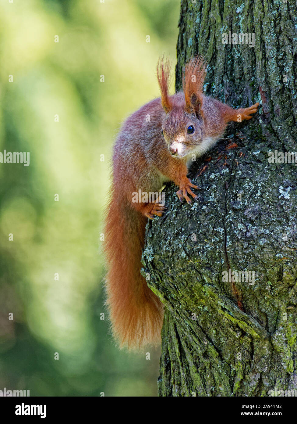 Eurasian red squirrel (Sciurus vulgaris) on a tree near the military cemetery in Prince Józef Poniatowski Park in Łodź, Poland Stock Photo