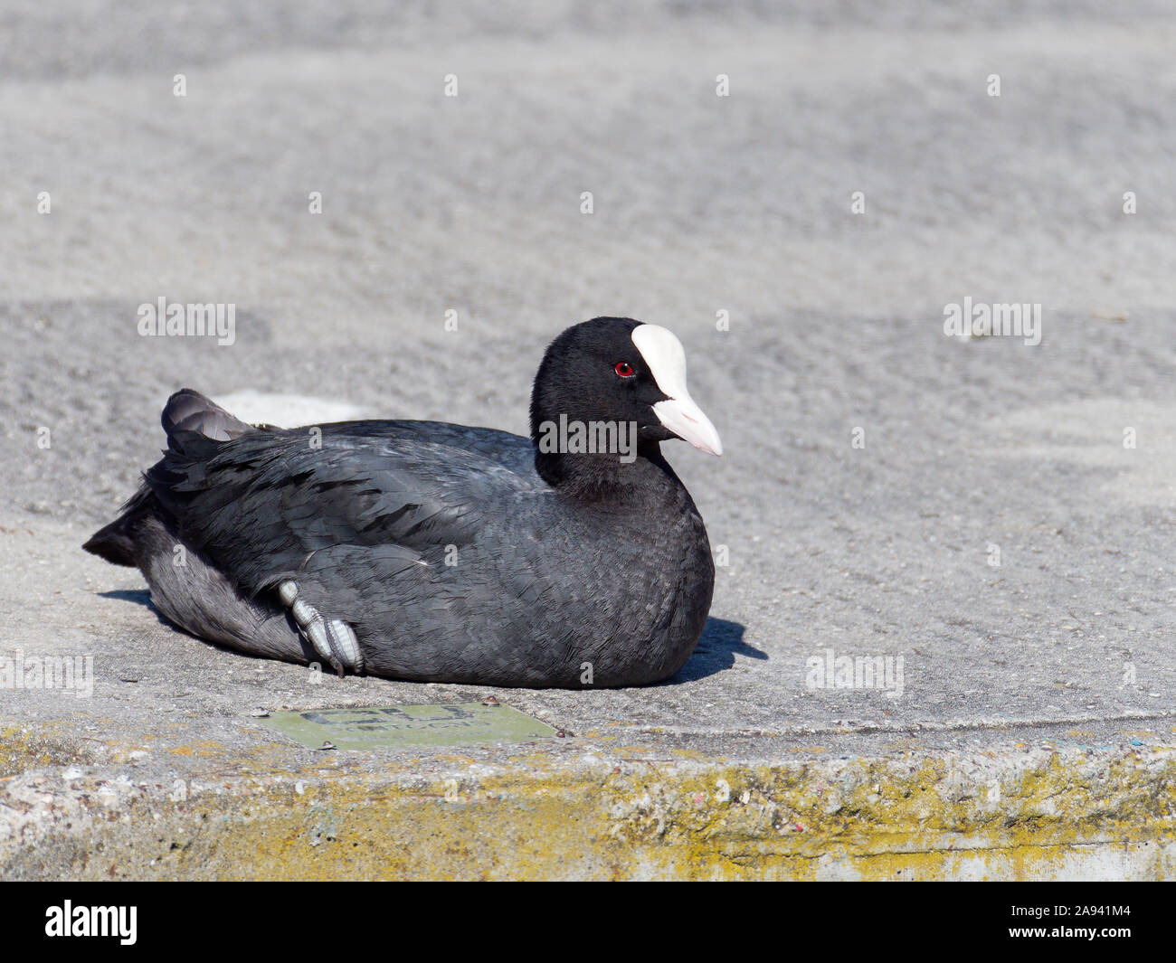 Eurasian coot (Fulica atra) sitting in the sun on concrete near Shadwell Basin, Limehouse, London, UK. Stock Photo