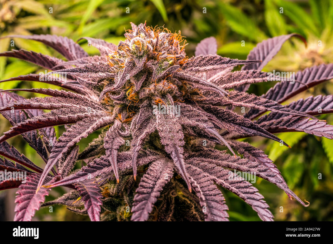 Cannabis plant in late flowering stage; Cave Junction, Oregon, United States of America Stock Photo