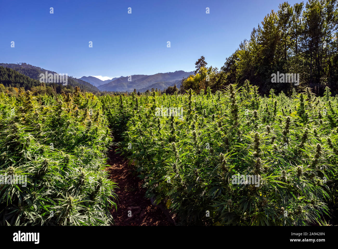 Hemp plants on a sunny day, grown for a variety of CBD products, East Fork Cultivars, nearly ready for harvest Stock Photo