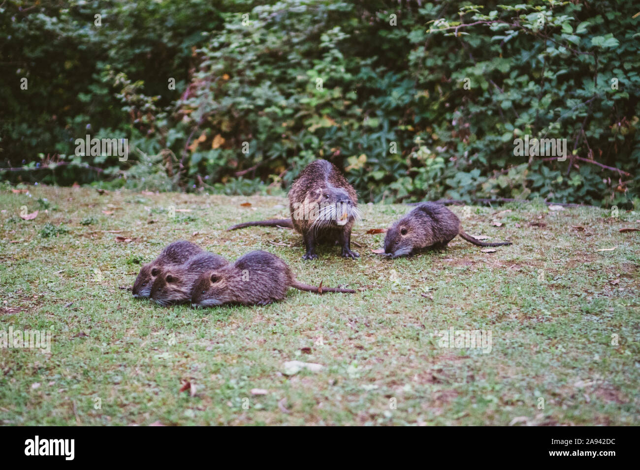 Animal families in natural environment. Wild baby coypu Myocastor Coypus following his mother. Coypu family with babies resting. Family of many little Stock Photo