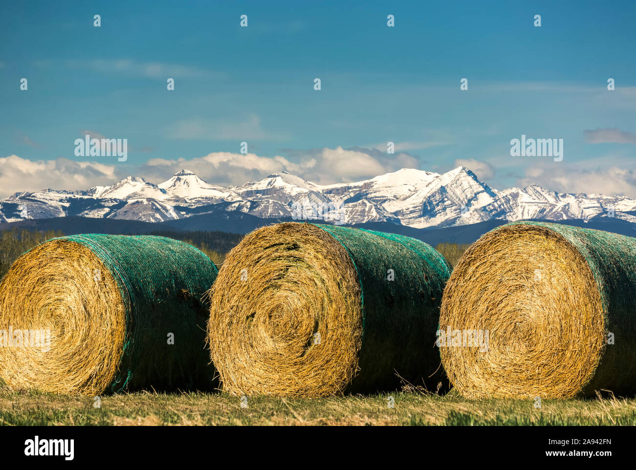 Bales Of Straw For Sale Calgary informacionpublica.svet.gob.gt