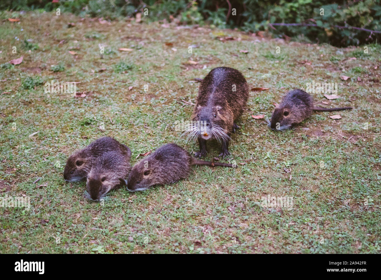 Animal families in natural environment. Wild baby coypu Myocastor Coypus following his mother. Coypu family with babies resting. Family of many little Stock Photo
