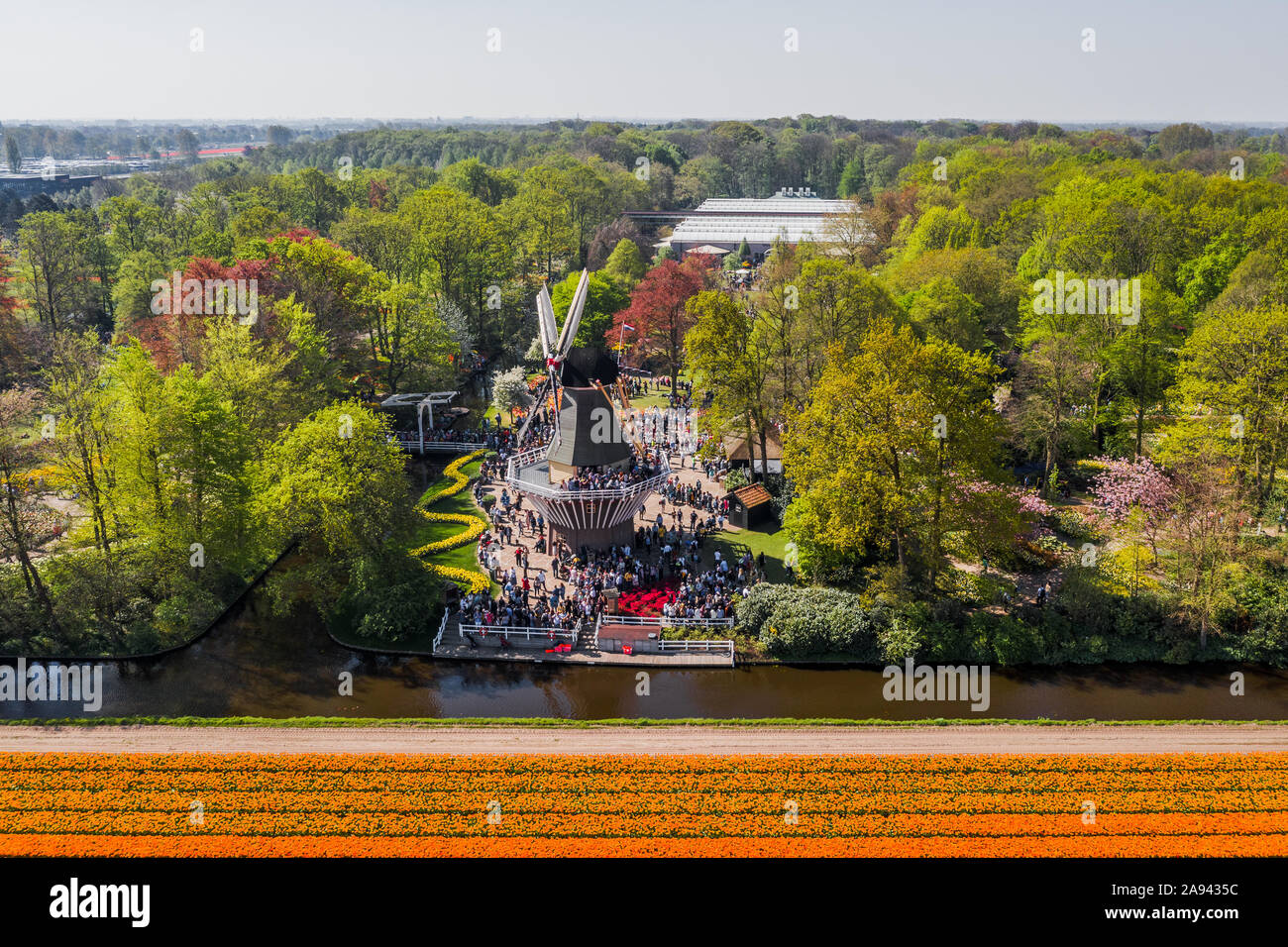 High angle Aerial drone shot view of wind mill in Keukenhof tulips garden in Netherlands Stock Photo