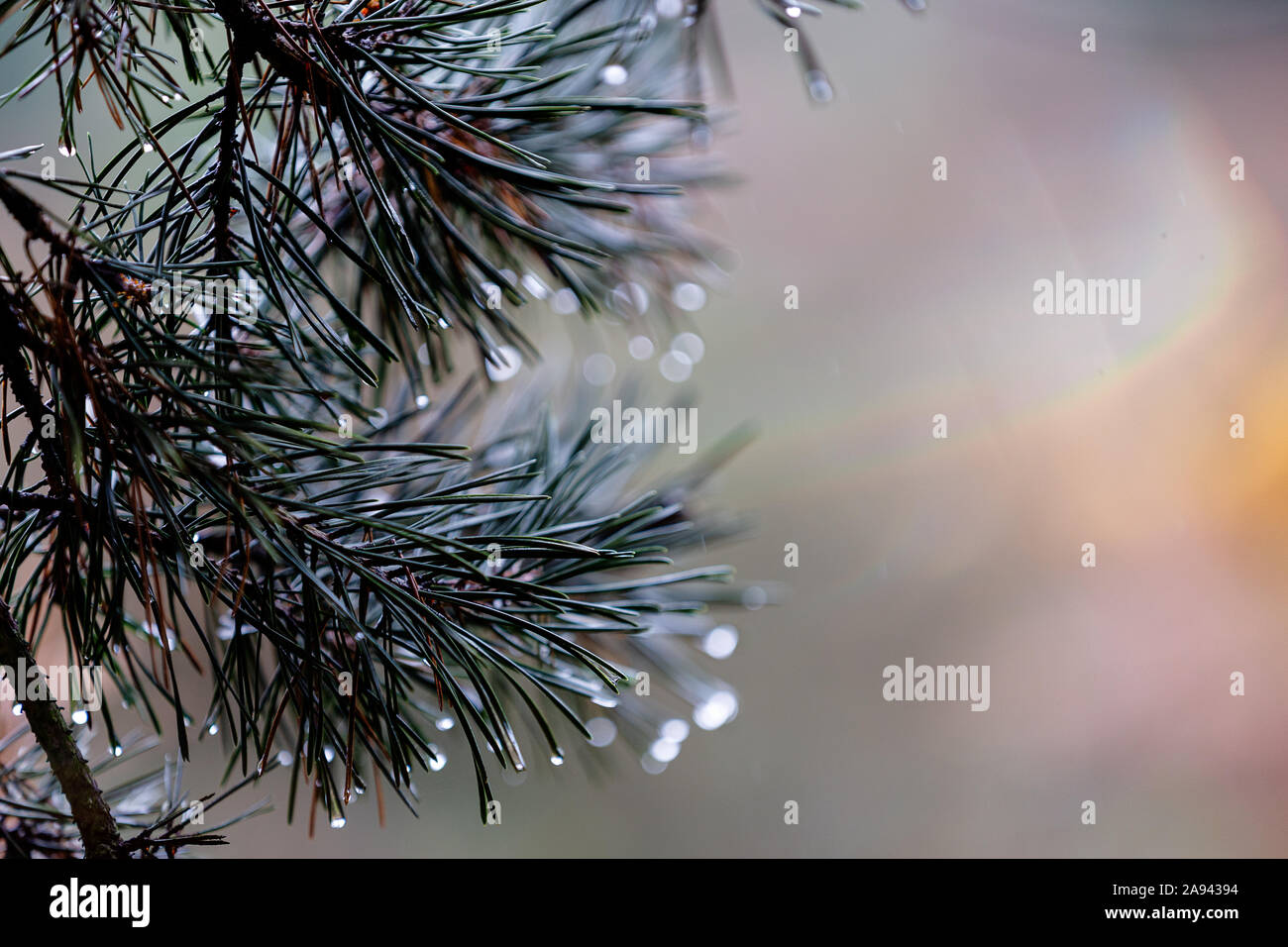 Pine tree needles with water droplets and shallow depth of field inside a forest in England Cannock Chase Stock Photo