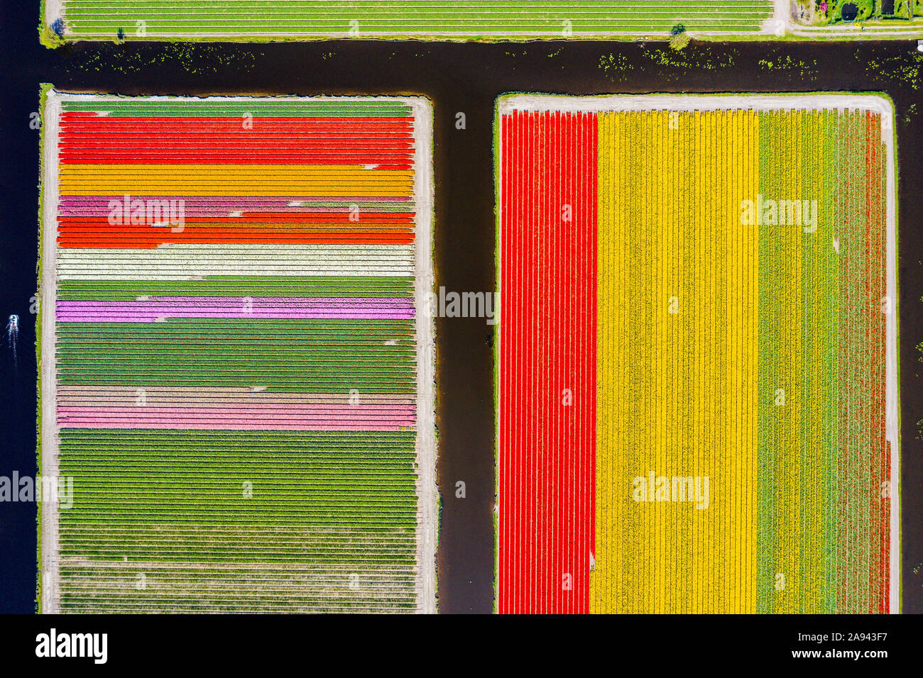 Aerial drone shot view of Tulips Field near Keukenhof in Netherlands Stock Photo