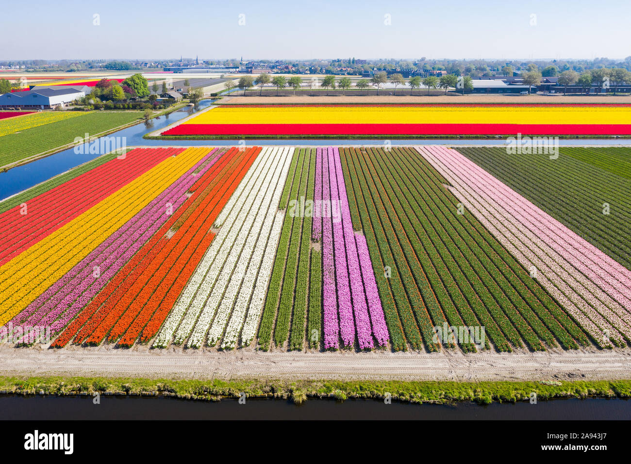 Aerial drone shot view of Tulips Field near Keukenhof in Netherlands Stock Photo
