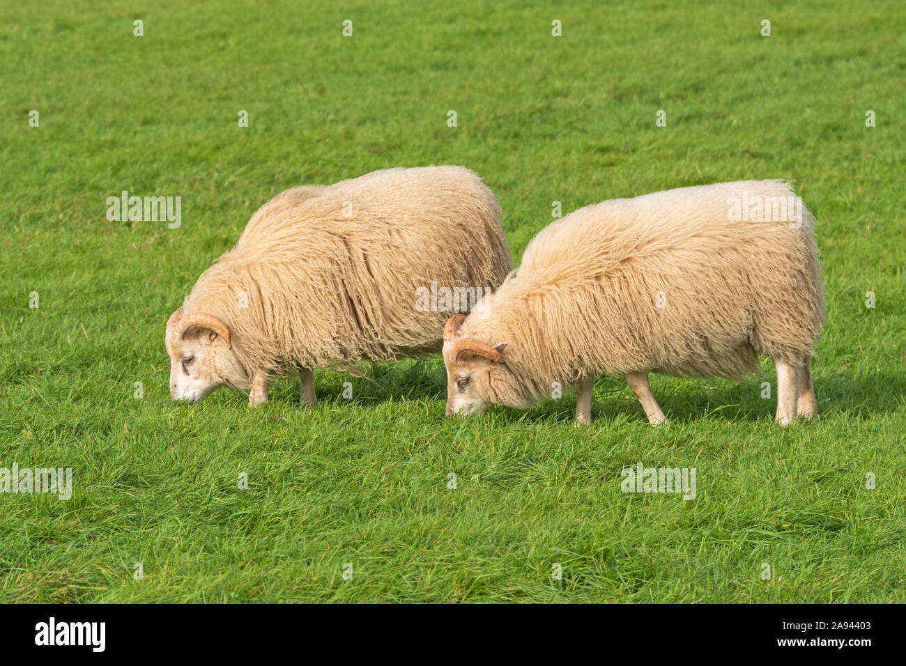 Domestic Sheep grazing in a Farm Field in Southern Iceland Stock Photo ...