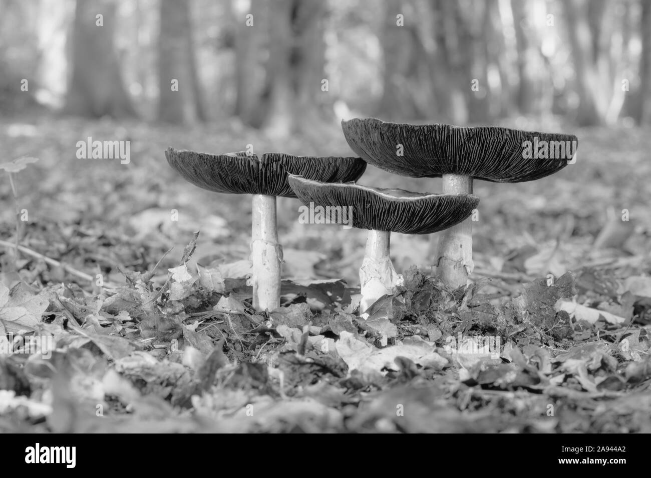 Close up low level view of Wild British Woodland Mushrooms Stock Photo