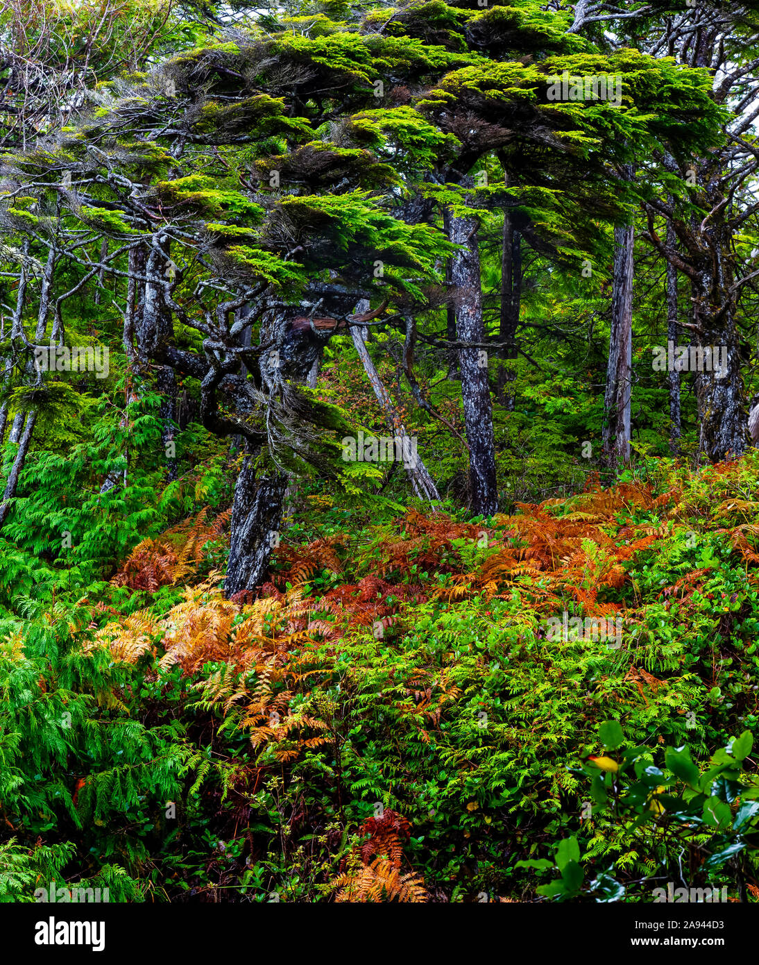 Cathedral grove old growth rainforest british columbia canada vancouver island hires stock