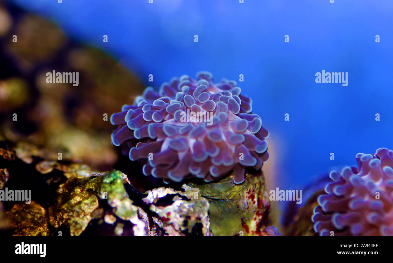 Euphyllia ancora sp. - Euphyllia hammer LPS coral Stock Photo
