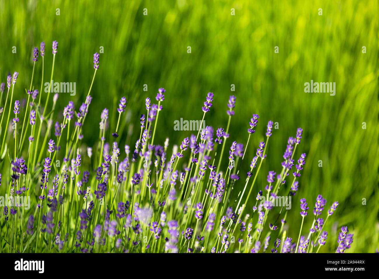 Blossoming purple flowers, VanDusen Botanical Garden; Vancouver