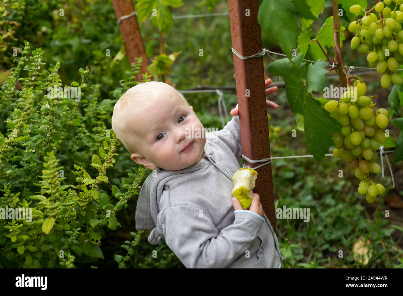 little girl eats pear and stands by grape bush in vineyard. Feeding children with natural products. Growing berries for baby food. Stock Photo