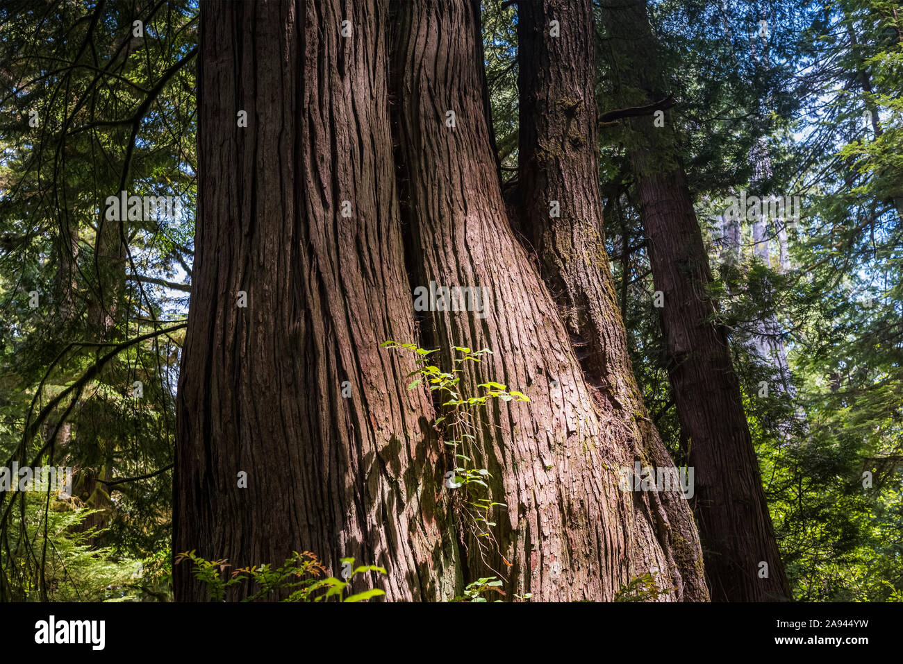 The trunks of large trees fused together in growth, Don Bonker Cedar Grove Trail; Naselle, Long Island, Washington, United States of America Stock Photo