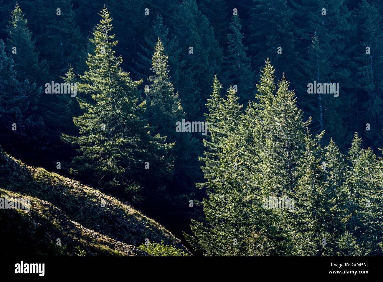 Morning sunlight illuminates fir trees on Saddle Mountain; Elsie