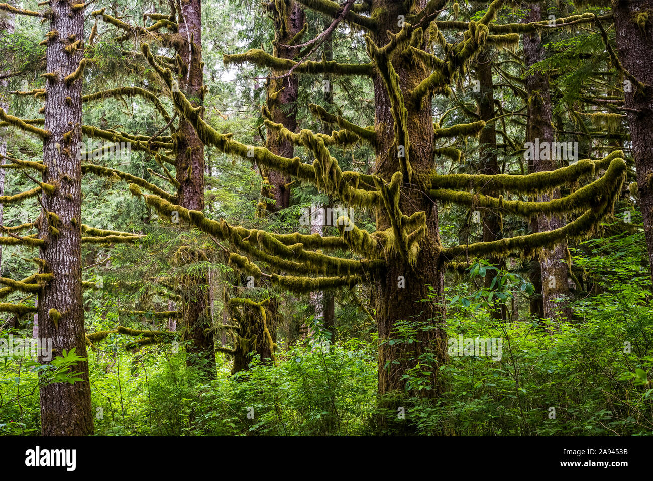 Moss grows on conifers at Clatsop State Forest; Hamlet, Oregon, United States of America Stock