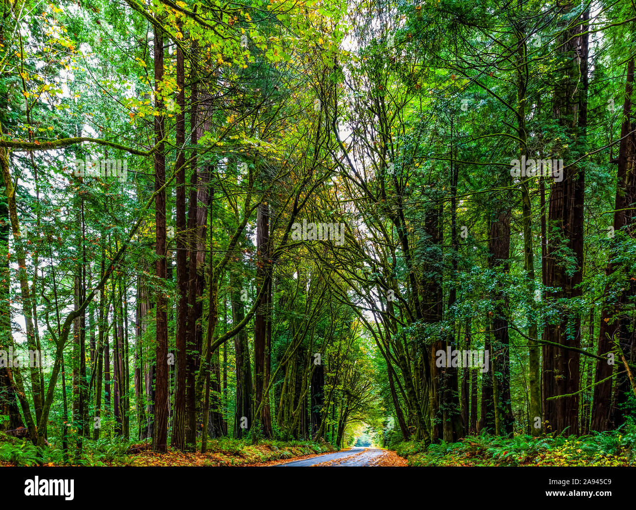 Road through the California Redwoods; California, United States of America Stock Photo