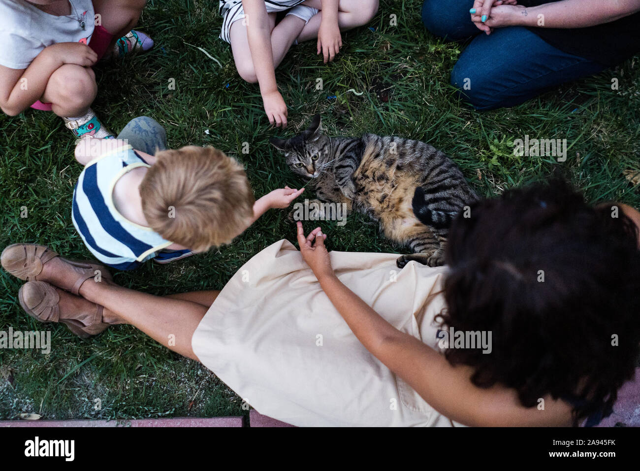 A group of people pet a cat. Stock Photo