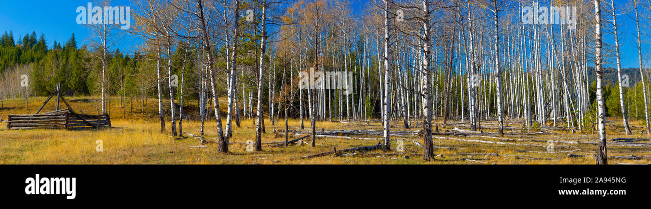 Autumn colours on this panoramic landscape of birch trees losing leaves and a bright, blue sky Stock Photo