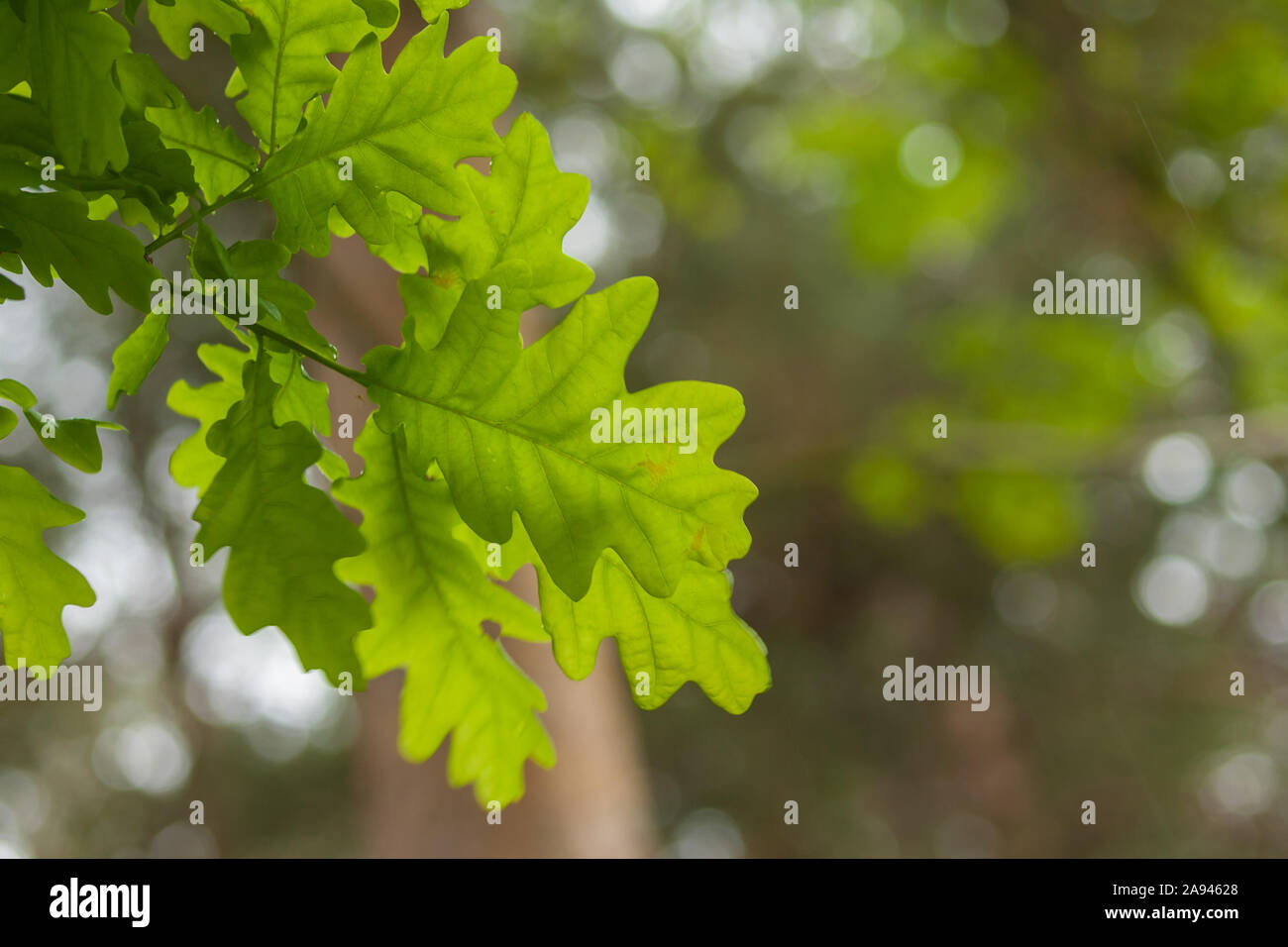 Oak leaf background hi-res stock photography and images - Alamy