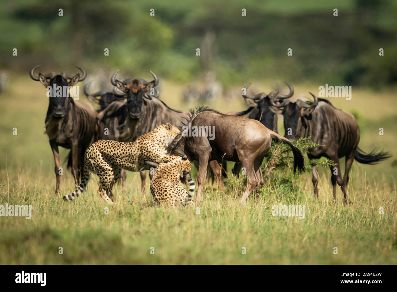 Blue wildebeest (Connochaetes taurinus) watch two cheetah (Acinonyx jubatus) throttle another, Klein's Camp, Serengeti National Park; Tanzania Stock Photo