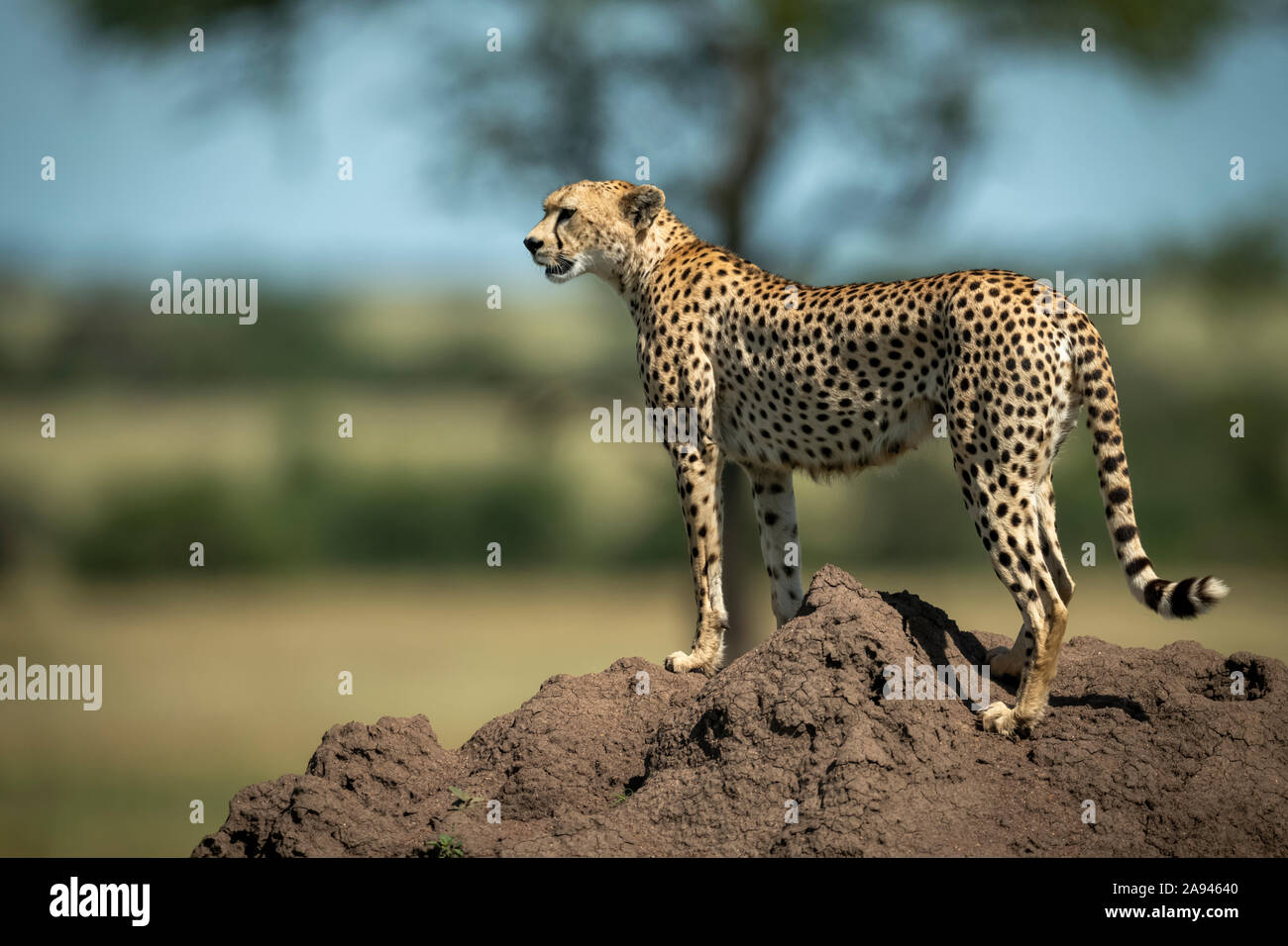 Cheetah (Acinonyx jubatus) stands on termite mound in profile, Grumeti Serengeti Tented Camp, Serengeti National Park; Tanzania Stock Photo
