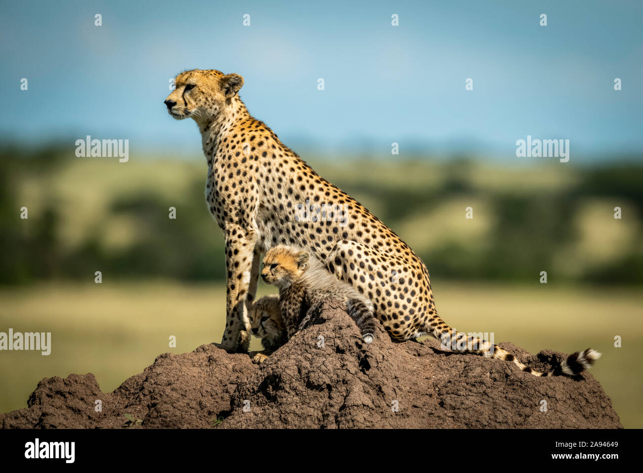 Cheetah (Acinonyx jubatus) with two cubs on termite mound in profile, Grumeti Serengeti Tented Camp, Serengeti National Park; Tanzania Stock Photo