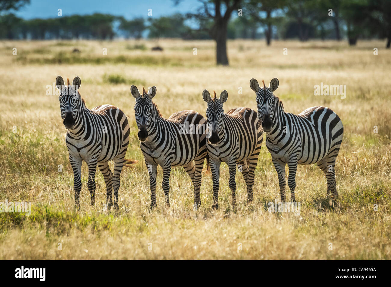Four plains zebra (Equus burchellii) stand staring towards camera