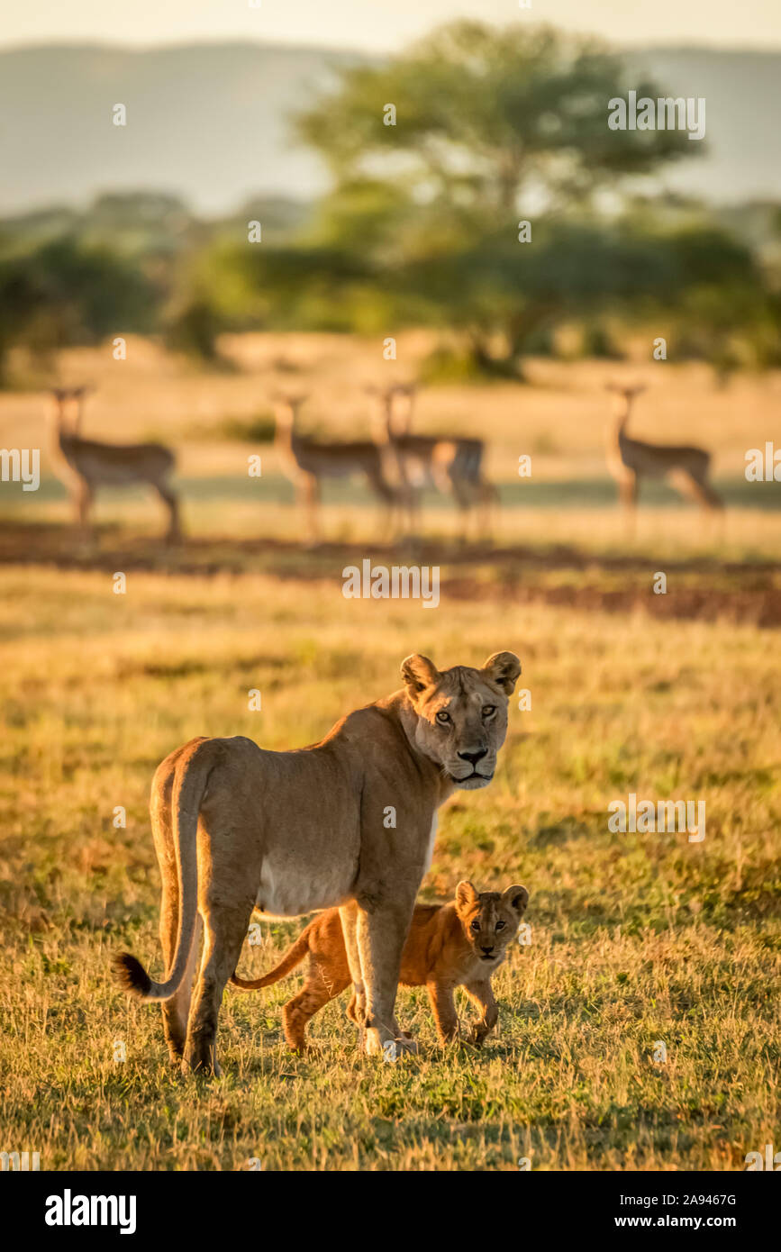 Cub Face Harems Cub Face Harems