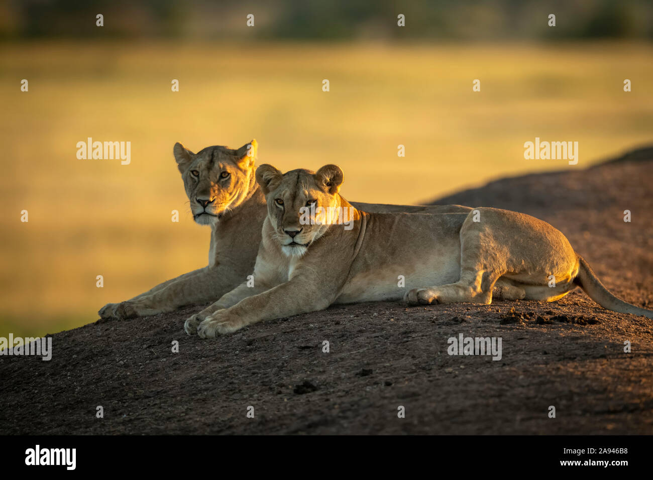 Two Lionesses (Panthera leo) lie on bank at dawn, Grumeti Serengeti Tented Camp, Serengeti National Park; Tanzania Stock Photo