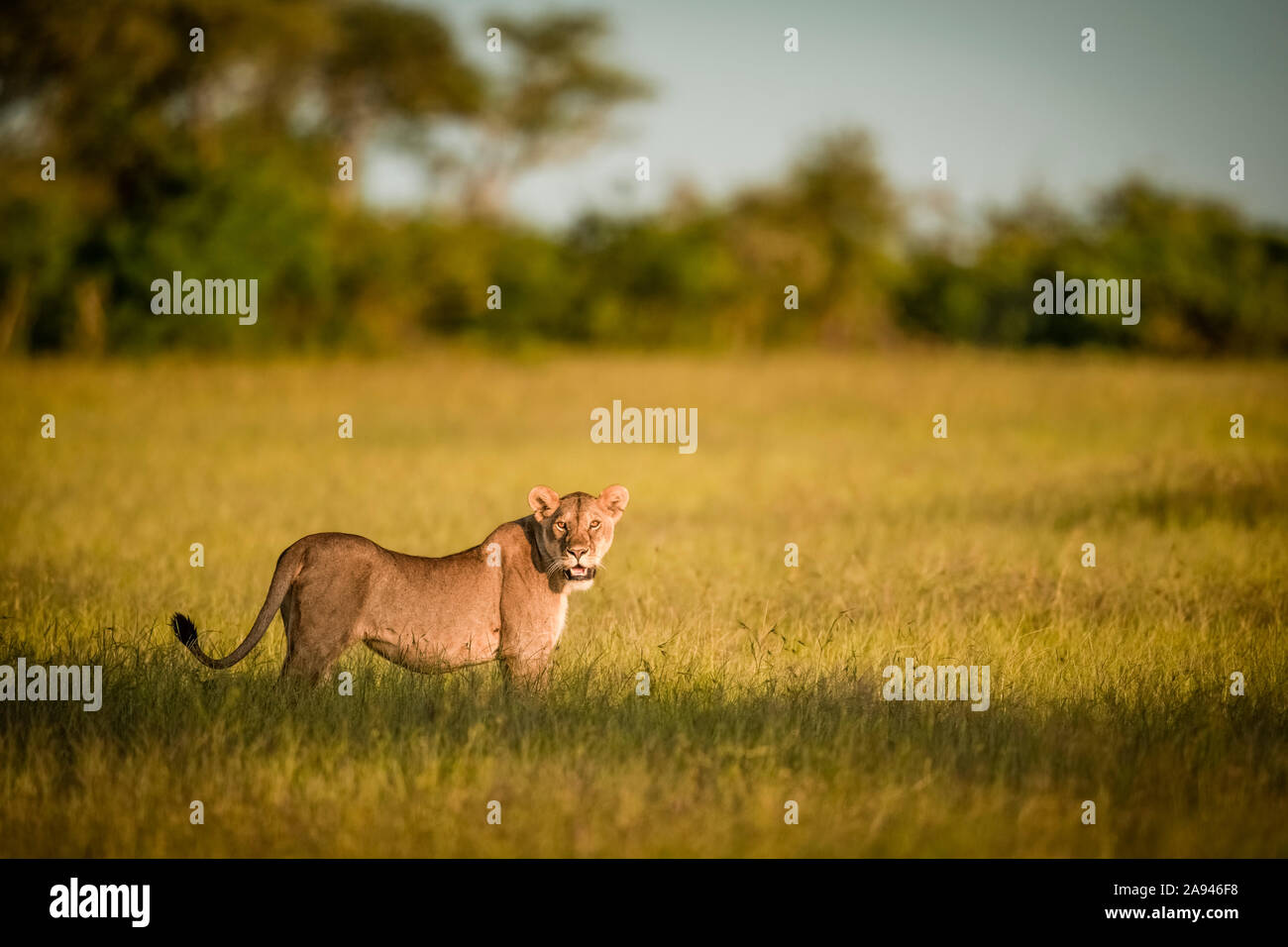 Lioness (Panthera leo) stands in long grass watching camera, Grumeti Serengeti Tented Camp, Serengeti National Park; Tanzania Stock Photo