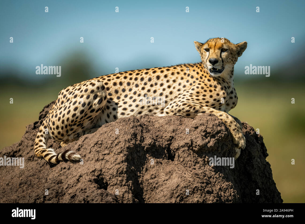 Cheetah (Acinonyx jubatus) lies on mound with blurred background, Grumeti Serengeti Tented Camp, Serengeti National Park; Tanzania Stock Photo