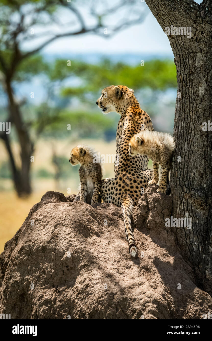 Cheetah and two cubs (Acinonyx jubatus) lying on mound, Grumeti Serengeti Tented Camp, Serengeti National Park; Tanzania Stock Photo