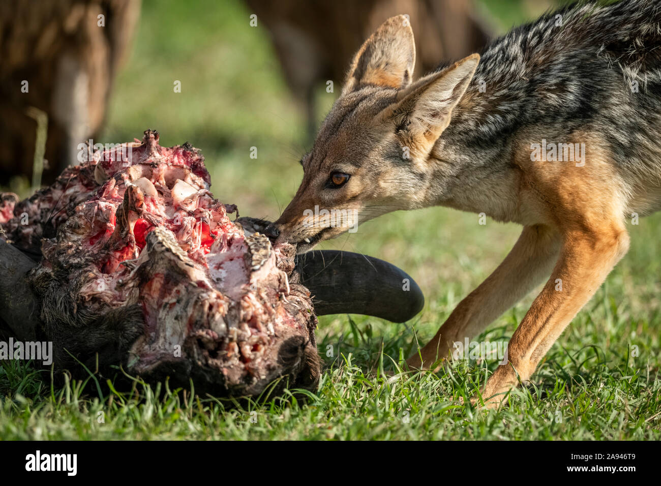 Close-up of black-backed jackal (Canis mesomelas) feeding on carcass, Klein's Camp, Serengeti National Park; Tanzania Stock Photo